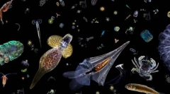 Plankton i njegova uloga u oceanu. Zooplankton i fitoplankton